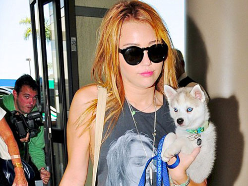 Tung ảnh “mát mẻ” của Miley Cyrus, hacker đối mặt 13 năm tù